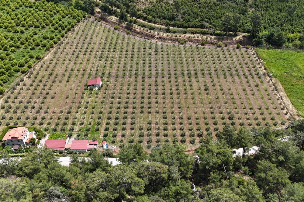 Muğla Ortaca 28 Dönüm Tam Donanımlı Çiftlik