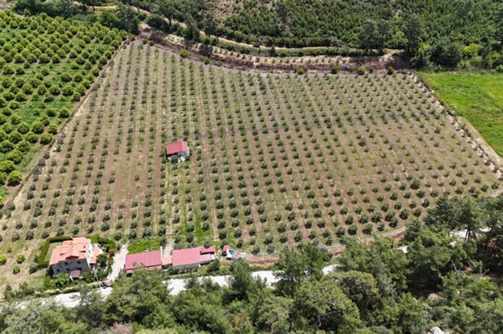 Muğla Ortaca 28 Dönüm Tam Donanımlı Çiftlik