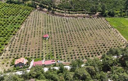 Muğla Ortaca 28 Dönüm Tam Donanımlı Çiftlik