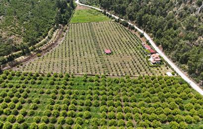 Muğla Ortaca 28 Dönüm Tam Donanımlı Çiftlik