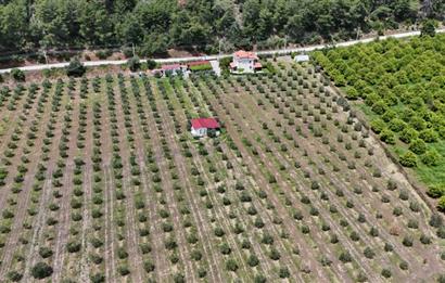 Muğla Ortaca 28 Dönüm Tam Donanımlı Çiftlik