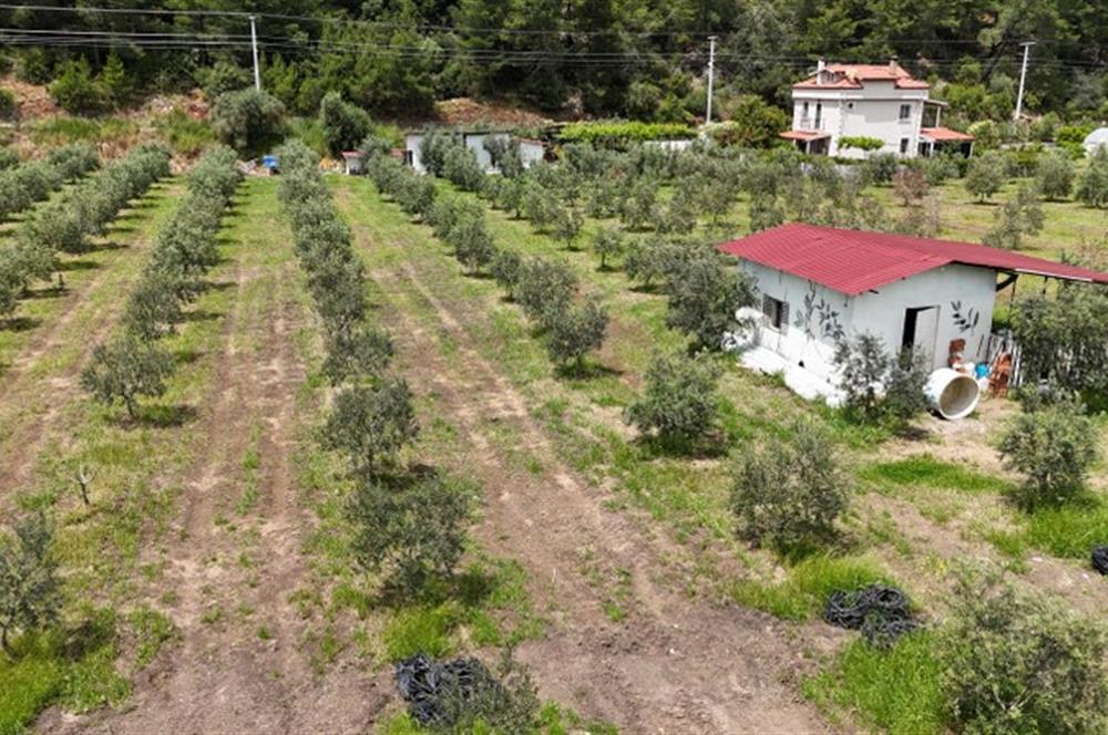 Muğla Ortaca 28 Dönüm Tam Donanımlı Çiftlik