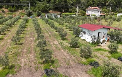 Muğla Ortaca 28 Dönüm Tam Donanımlı Çiftlik