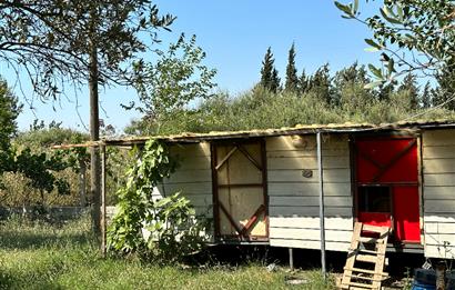 Bodrum Mumcular 2250 m² Arsa İçerisinde Satılık Çiftlik Ev
