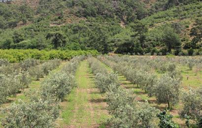 Muğla Ortaca 28 Dönüm Tam Donanımlı Çiftlik