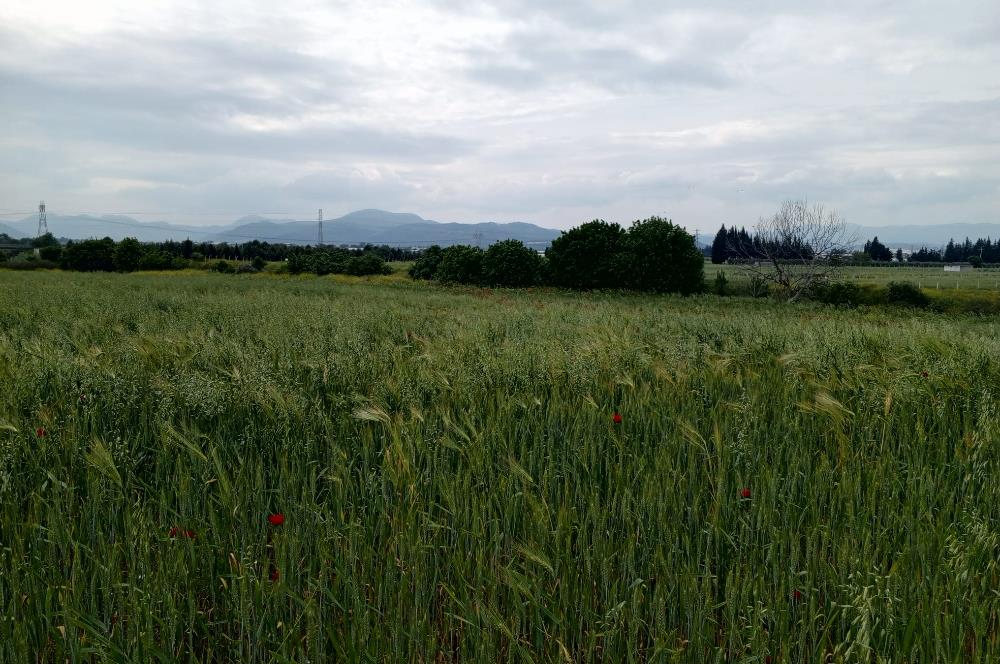 İzmir Menderes Develi'de Hisseli Satılık Tarla