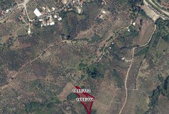 C21 Cius; Muratoba'da Zeytinlik 584 m2