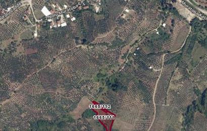 C21 Cius; Muratoba'da Zeytinlik 584 m2