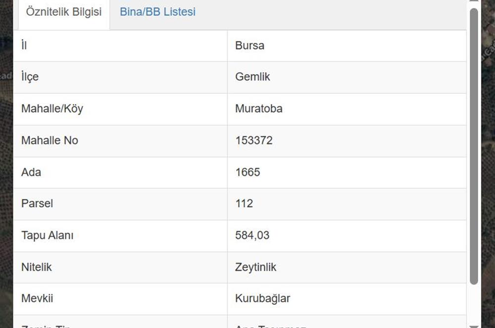 C21 Cius; Muratoba'da Zeytinlik 584 m2