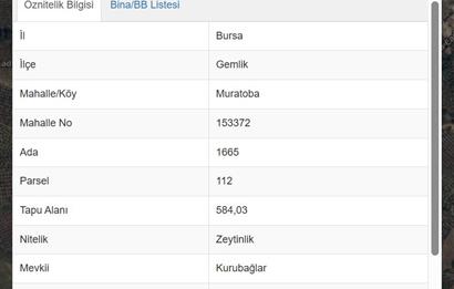 C21 Cius; Muratoba'da Zeytinlik 584 m2