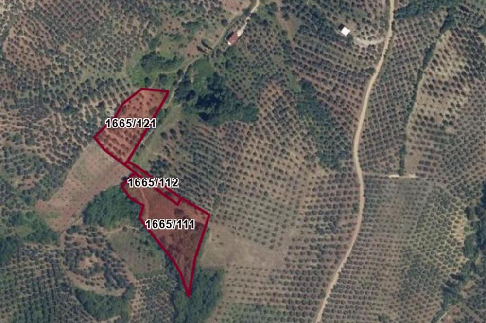 C21 Cius; Muratoba'da Zeytinlik 584 m2