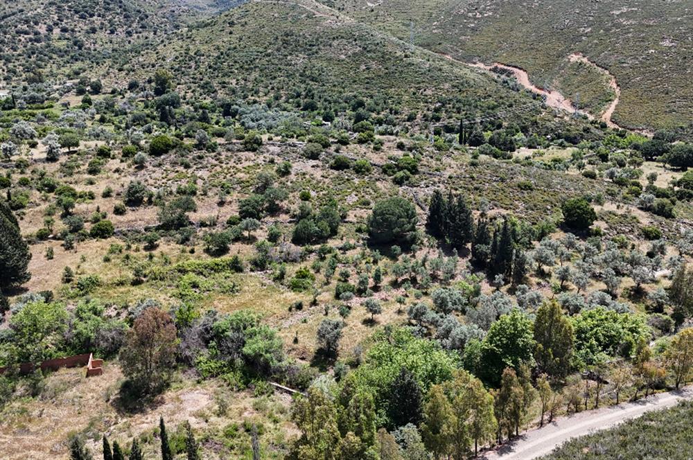 Bodrum Dereköy’de Dere Kenarında Yola Cepheli Müstakil 19.661 m2 Satılık Zeytinlik ~ Modern Çiftlik Yaşamınıza Uygun!