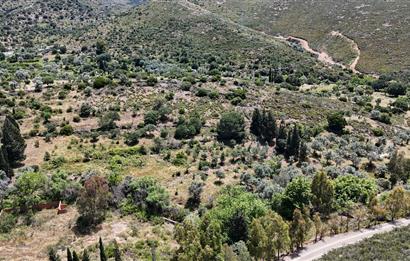 Bodrum Dereköy’de Dere Kenarında Yola Cepheli Müstakil 19.661 m2 Satılık Zeytinlik ~ Modern Çiftlik Yaşamınıza Uygun!