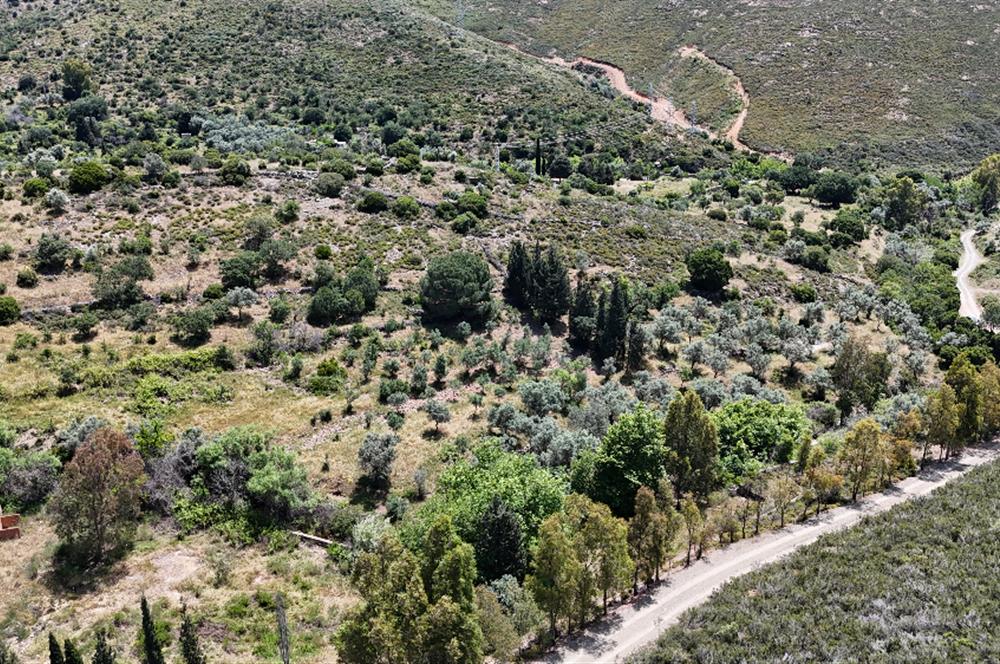 Bodrum Dereköy’de Dere Kenarında Yola Cepheli Müstakil 19.661 m2 Satılık Zeytinlik ~ Modern Çiftlik Yaşamınıza Uygun!