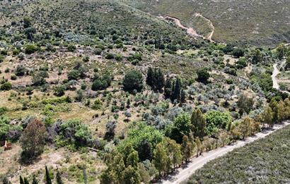 Bodrum Dereköy’de Dere Kenarında Yola Cepheli Müstakil 19.661 m2 Satılık Zeytinlik ~ Modern Çiftlik Yaşamınıza Uygun!