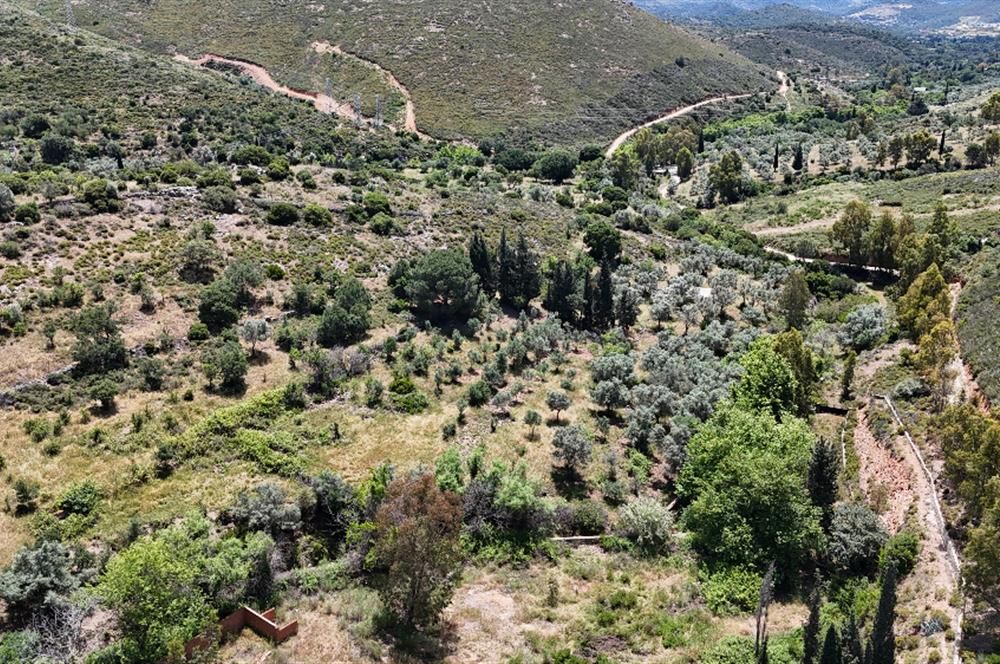 Bodrum Dereköy’de Dere Kenarında Yola Cepheli Müstakil 19.661 m2 Satılık Zeytinlik ~ Modern Çiftlik Yaşamınıza Uygun!