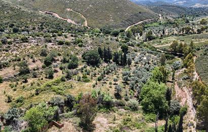 Bodrum Dereköy’de Dere Kenarında Yola Cepheli Müstakil 19.661 m2 Satılık Zeytinlik ~ Modern Çiftlik Yaşamınıza Uygun!