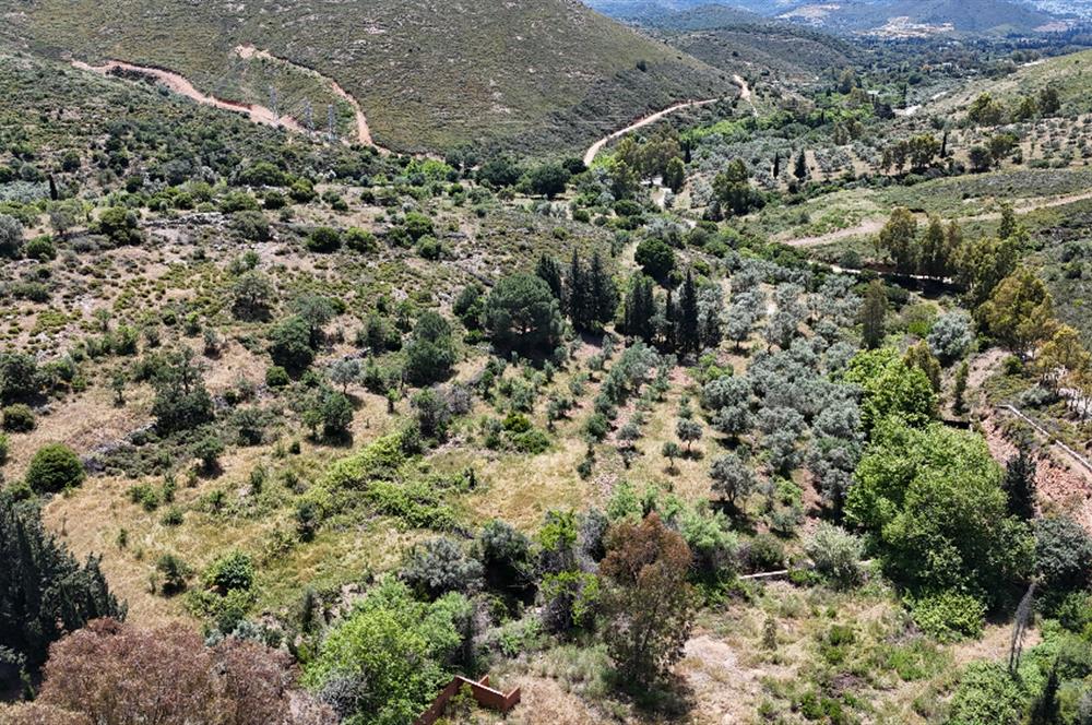 Bodrum Dereköy’de Dere Kenarında Yola Cepheli Müstakil 19.661 m2 Satılık Zeytinlik ~ Modern Çiftlik Yaşamınıza Uygun!