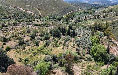 Bodrum Dereköy’de Dere Kenarında Yola Cepheli Müstakil 19.661 m2 Satılık Zeytinlik ~ Modern Çiftlik Yaşamınıza Uygun!