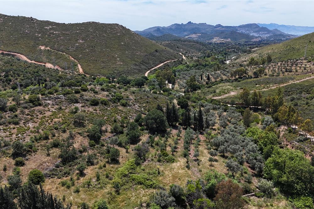 Bodrum Dereköy’de Dere Kenarında Yola Cepheli Müstakil 19.661 m2 Satılık Zeytinlik ~ Modern Çiftlik Yaşamınıza Uygun!