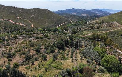 Bodrum Dereköy’de Dere Kenarında Yola Cepheli Müstakil 19.661 m2 Satılık Zeytinlik ~ Modern Çiftlik Yaşamınıza Uygun!