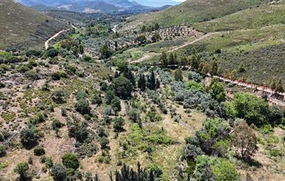 Bodrum Dereköy’de Dere Kenarında Yola Cepheli Müstakil 19.661 m2 Satılık Zeytinlik ~ Modern Çiftlik Yaşamınıza Uygun!