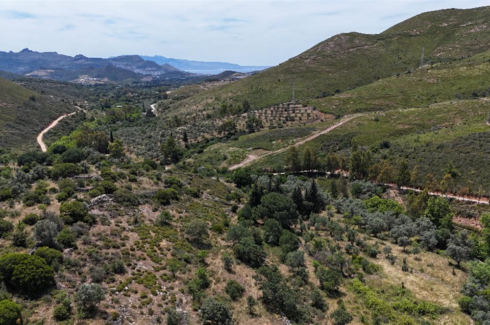 Bodrum Dereköy’de Dere Kenarında Yola Cepheli Müstakil 19.661 m2 Satılık Zeytinlik ~ Modern Çiftlik Yaşamınıza Uygun!
