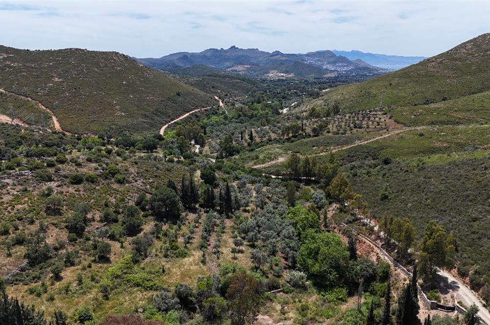 Bodrum Dereköy’de Dere Kenarında Yola Cepheli Müstakil 19.661 m2 Satılık Zeytinlik ~ Modern Çiftlik Yaşamınıza Uygun!
