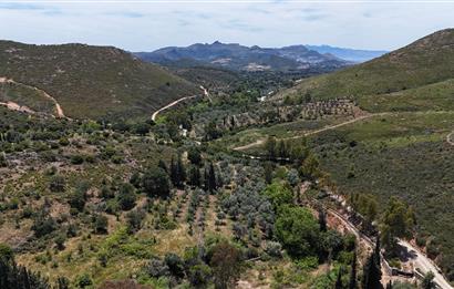 Bodrum Dereköy’de Dere Kenarında Yola Cepheli Müstakil 19.661 m2 Satılık Zeytinlik ~ Modern Çiftlik Yaşamınıza Uygun!
