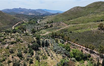 Bodrum Dereköy’de Dere Kenarında Yola Cepheli Müstakil 19.661 m2 Satılık Zeytinlik ~ Modern Çiftlik Yaşamınıza Uygun!
