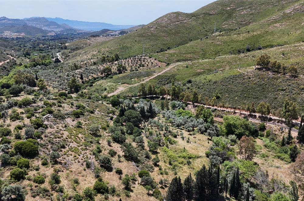 Bodrum Dereköy’de Dere Kenarında Yola Cepheli Müstakil 19.661 m2 Satılık Zeytinlik ~ Modern Çiftlik Yaşamınıza Uygun!