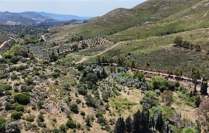 Bodrum Dereköy’de Dere Kenarında Yola Cepheli Müstakil 19.661 m2 Satılık Zeytinlik ~ Modern Çiftlik Yaşamınıza Uygun!