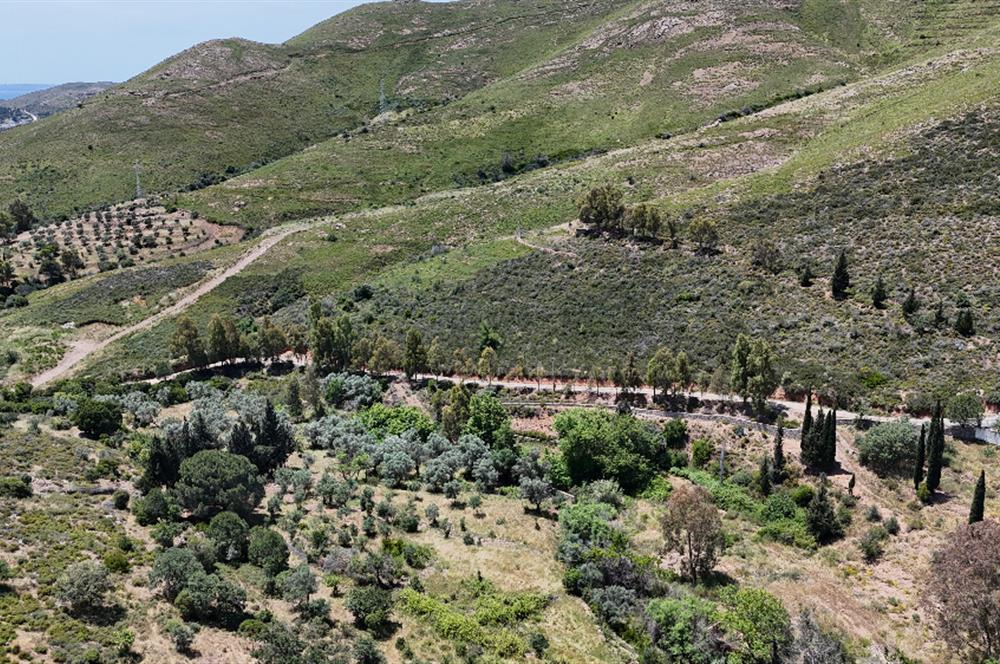 Bodrum Dereköy’de Dere Kenarında Yola Cepheli Müstakil 19.661 m2 Satılık Zeytinlik ~ Modern Çiftlik Yaşamınıza Uygun!