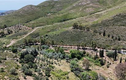 Bodrum Dereköy’de Dere Kenarında Yola Cepheli Müstakil 19.661 m2 Satılık Zeytinlik ~ Modern Çiftlik Yaşamınıza Uygun!