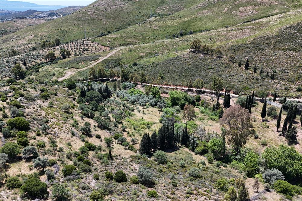 Bodrum Dereköy’de Dere Kenarında Yola Cepheli Müstakil 19.661 m2 Satılık Zeytinlik ~ Modern Çiftlik Yaşamınıza Uygun!