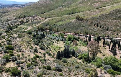 Bodrum Dereköy’de Dere Kenarında Yola Cepheli Müstakil 19.661 m2 Satılık Zeytinlik ~ Modern Çiftlik Yaşamınıza Uygun!