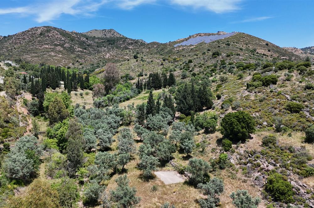 Bodrum Dereköy’de Dere Kenarında Yola Cepheli Müstakil 19.661 m2 Satılık Zeytinlik ~ Modern Çiftlik Yaşamınıza Uygun!