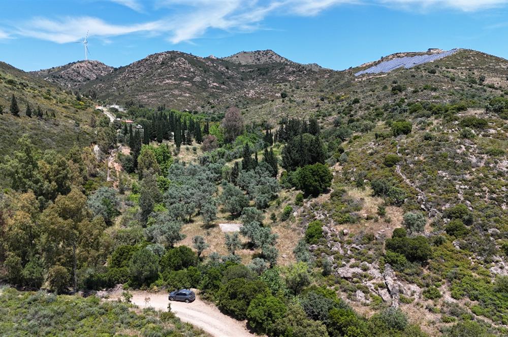 Bodrum Dereköy’de Dere Kenarında Yola Cepheli Müstakil 19.661 m2 Satılık Zeytinlik ~ Modern Çiftlik Yaşamınıza Uygun!