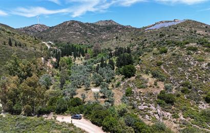 Bodrum Dereköy’de Dere Kenarında Yola Cepheli Müstakil 19.661 m2 Satılık Zeytinlik ~ Modern Çiftlik Yaşamınıza Uygun!