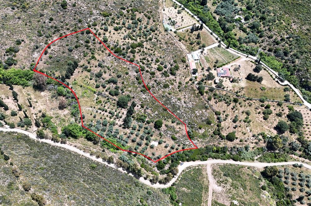 Bodrum Dereköy’de Dere Kenarında Yola Cepheli Müstakil 19.661 m2 Satılık Zeytinlik ~ Modern Çiftlik Yaşamınıza Uygun!
