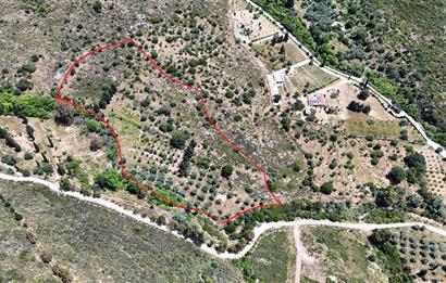 Bodrum Dereköy’de Dere Kenarında Yola Cepheli Müstakil 19.661 m2 Satılık Zeytinlik ~ Modern Çiftlik Yaşamınıza Uygun!