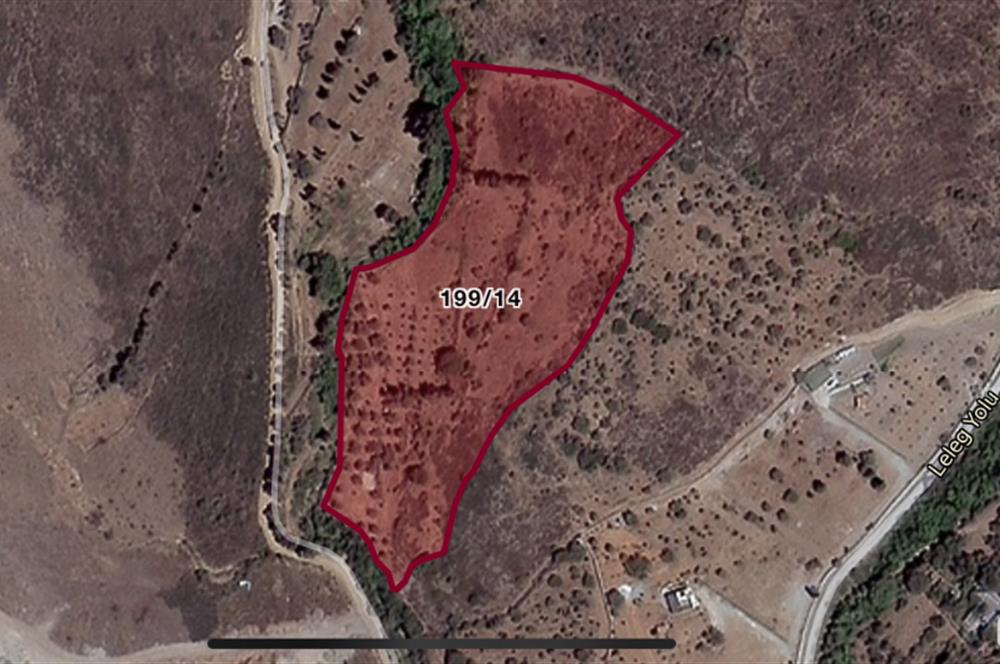 Bodrum Dereköy’de Dere Kenarında Yola Cepheli Müstakil 19.661 m2 Satılık Zeytinlik ~ Modern Çiftlik Yaşamınıza Uygun!