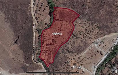 Bodrum Dereköy’de Dere Kenarında Yola Cepheli Müstakil 19.661 m2 Satılık Zeytinlik ~ Modern Çiftlik Yaşamınıza Uygun!