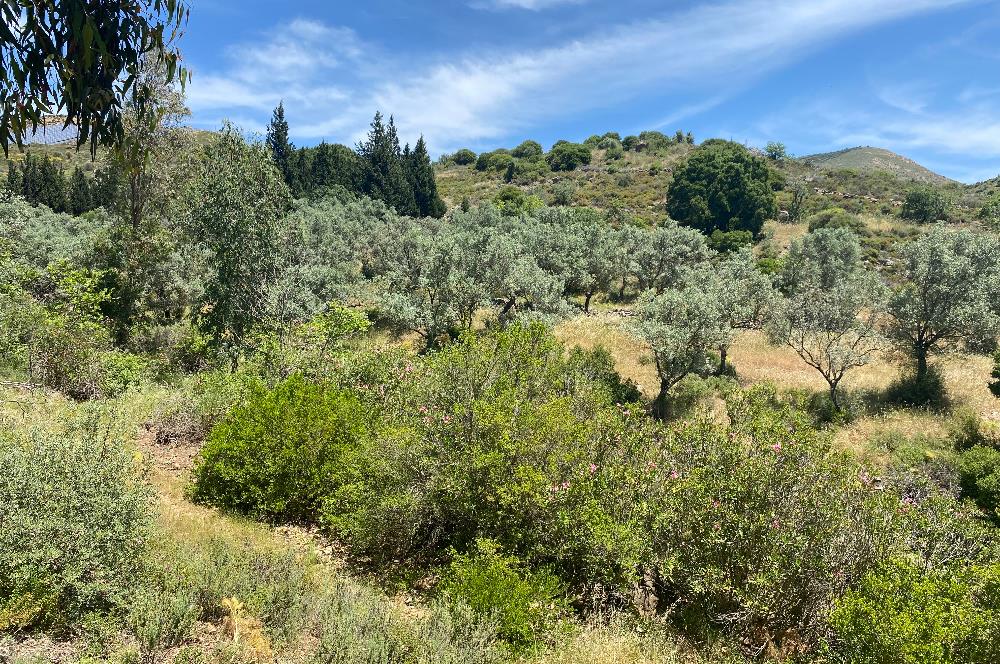 Bodrum Dereköy’de Dere Kenarında Yola Cepheli Müstakil 19.661 m2 Satılık Zeytinlik ~ Modern Çiftlik Yaşamınıza Uygun!