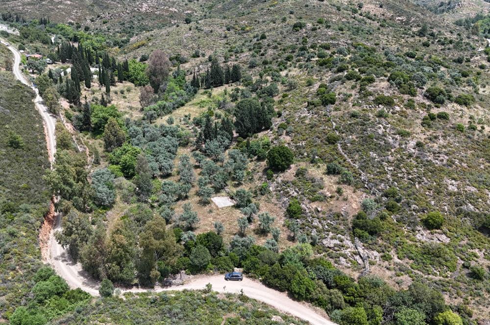 Bodrum Dereköy’de Dere Kenarında Yola Cepheli Müstakil 19.661 m2 Satılık Zeytinlik ~ Modern Çiftlik Yaşamınıza Uygun!