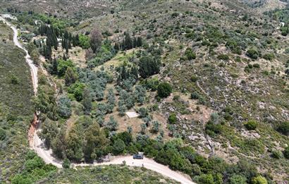 Bodrum Dereköy’de Dere Kenarında Yola Cepheli Müstakil 19.661 m2 Satılık Zeytinlik ~ Modern Çiftlik Yaşamınıza Uygun!