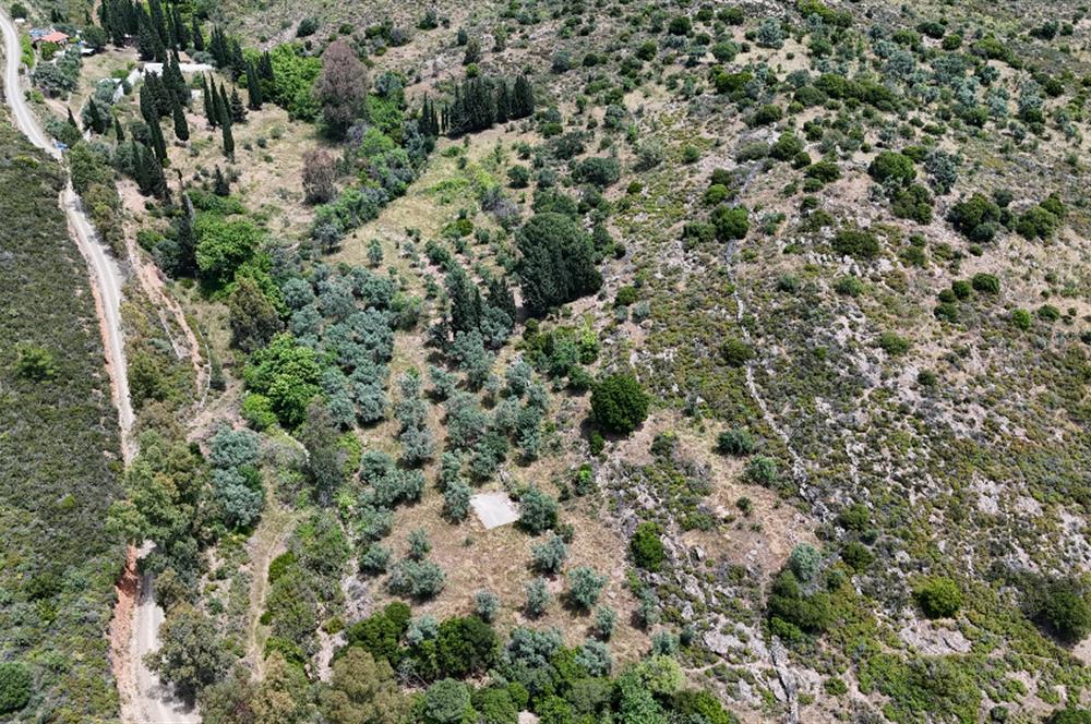 Bodrum Dereköy’de Dere Kenarında Yola Cepheli Müstakil 19.661 m2 Satılık Zeytinlik ~ Modern Çiftlik Yaşamınıza Uygun!