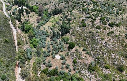Bodrum Dereköy’de Dere Kenarında Yola Cepheli Müstakil 19.661 m2 Satılık Zeytinlik ~ Modern Çiftlik Yaşamınıza Uygun!