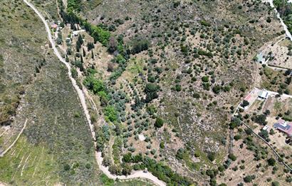 Bodrum Dereköy’de Dere Kenarında Yola Cepheli Müstakil 19.661 m2 Satılık Zeytinlik ~ Modern Çiftlik Yaşamınıza Uygun!