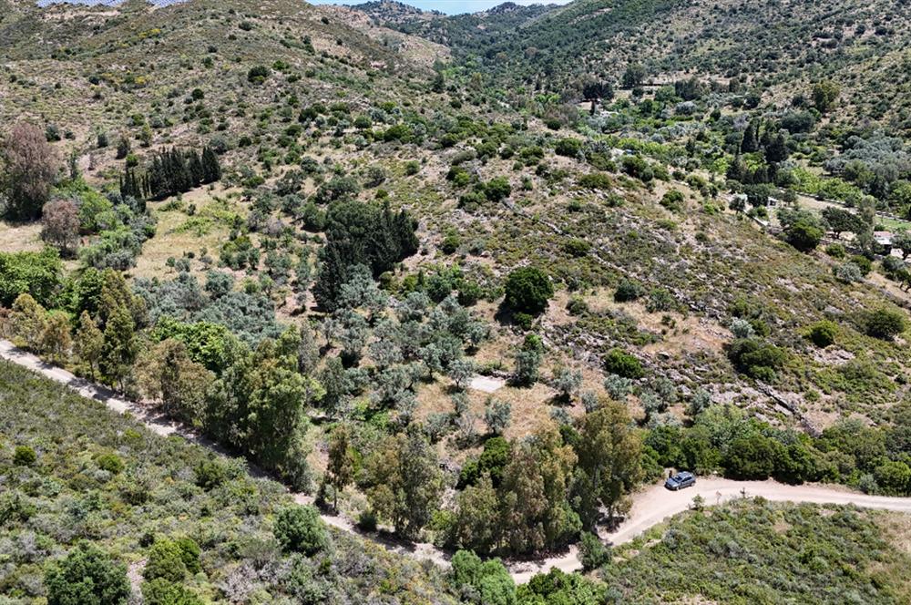 Bodrum Dereköy’de Dere Kenarında Yola Cepheli Müstakil 19.661 m2 Satılık Zeytinlik ~ Modern Çiftlik Yaşamınıza Uygun!